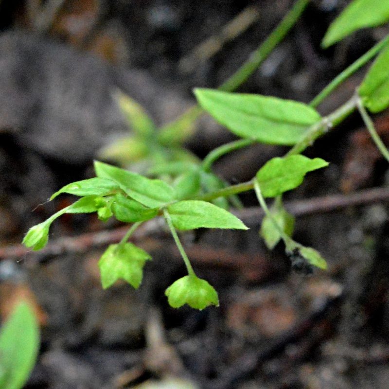 Memoremea scorpioides, photographed by Petr Harant