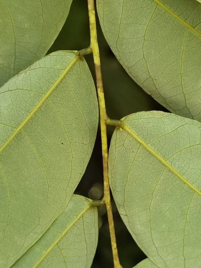 Phyllanthus skutchii, photographed by Eduardo Chacón Madrigal