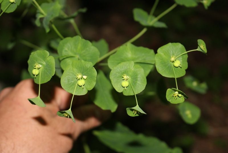 Euphorbia macroceras, photographed by Юрий Данилевский (Yuriy Danilevsky)