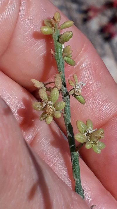 Reseda scoparia, photographed by Alessia Guggisberg