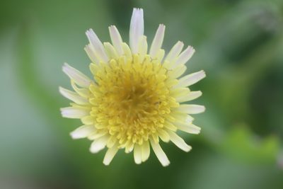 Sonchus oleraceus, photographed by Michel Langeveld