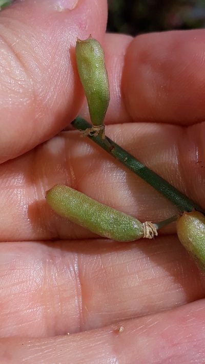 Reseda scoparia, photographed by Alessia Guggisberg