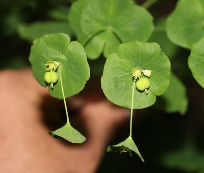Euphorbia macroceras, photographed by Юрий Данилевский (Yuriy Danilevsky)