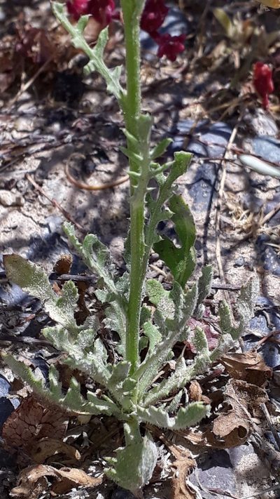 Volutaria canariensis, photographed by Alessia Guggisberg