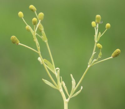 Ranunculus sceleratus