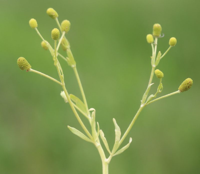 Ranunculus sceleratus, photographed by Michel Langeveld