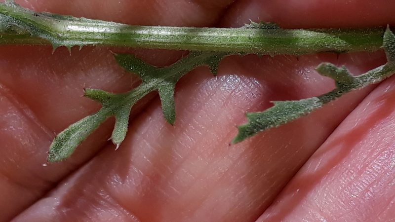 Volutaria canariensis, photographed by Alessia Guggisberg