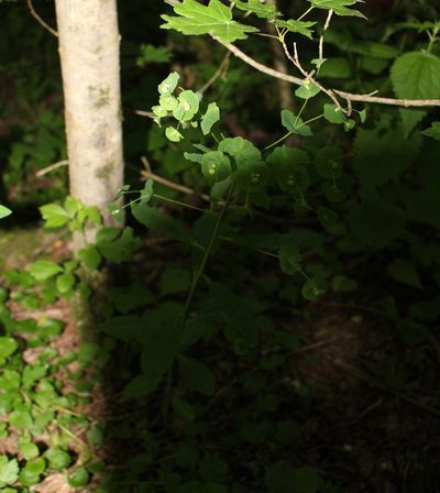 Euphorbia macroceras, photographed by Юрий Данилевский (Yuriy Danilevsky)