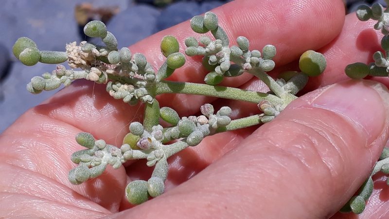Zygophyllum fontanesii, photographed by Alessia Guggisberg