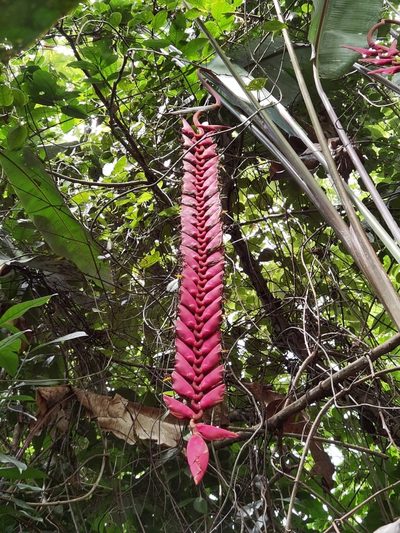 Heliconia stilesii, photographed by Eduardo Chacón Madrigal