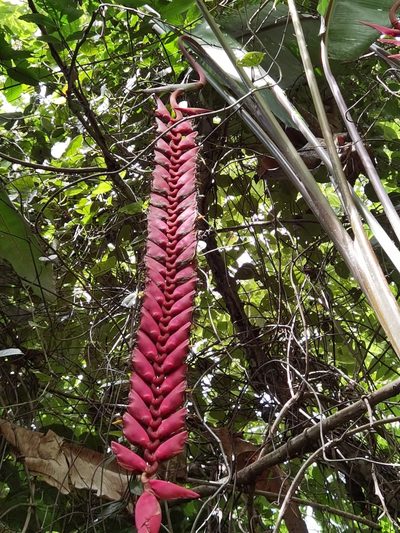 Heliconia stilesii, photographed by Eduardo Chacón Madrigal