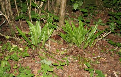Asplenium scolopendrium, photographed by Юрий Данилевский (Yuriy Danilevsky)
