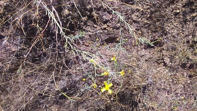 Senecio yurensis, photographed by cstobie