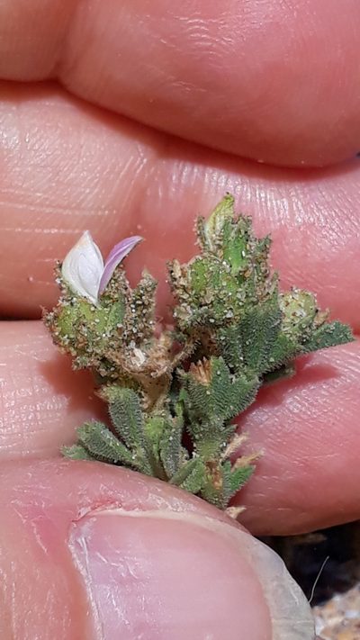 Ononis tournefortii, photographed by Alessia Guggisberg