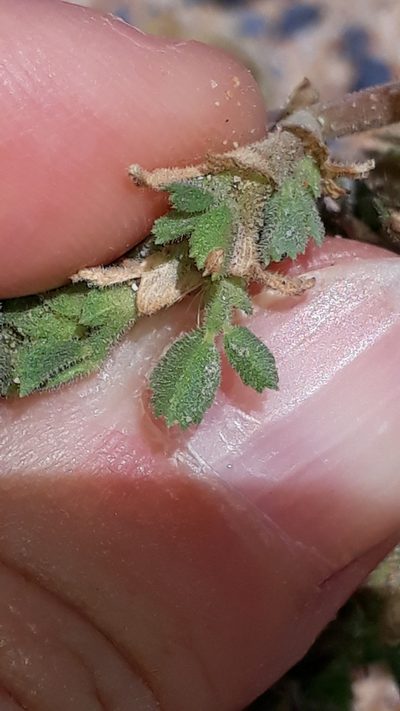 Ononis tournefortii, photographed by Alessia Guggisberg
