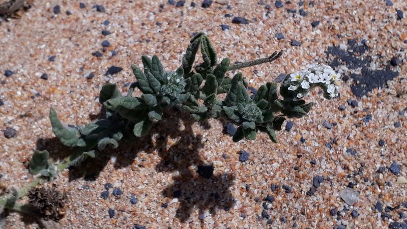Heliotropium ramosissimum, photographed by Alessia Guggisberg