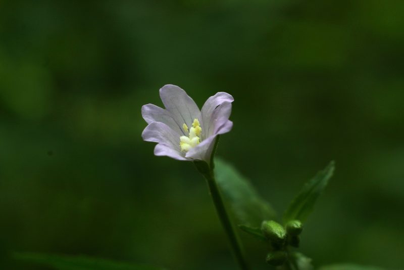 Epilobium montanum, photographed by CorentinD