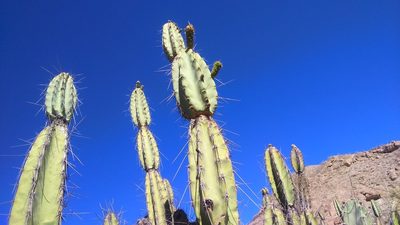 Armatocereus riomajensis, photographed by cstobie