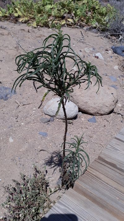Heliotropium messerschmidioides, photographed by Alessia Guggisberg