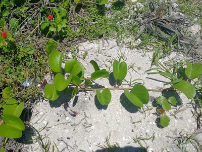Ipomoea pes-caprae, photographed by Juan Cruzado Cortés