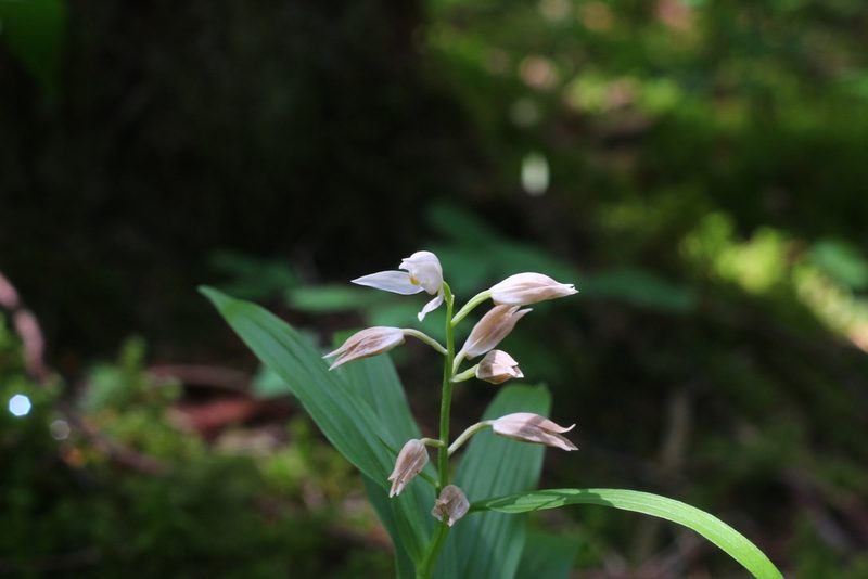 Cephalanthera longifolia, photographed by CorentinD