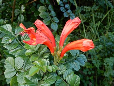 Tecomaria capensis, photographed by Grey Smith