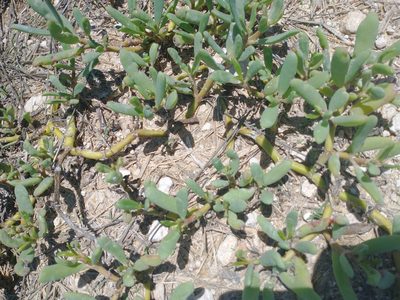 Sesuvium portulacastrum, photographed by Juan Cruzado Cortés