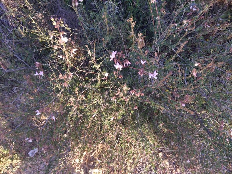 Ononis fruticosa, photographed by castieler