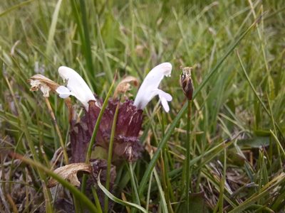 Pedicularis sylvatica, photographed by Antón David Pérez Rodríguez