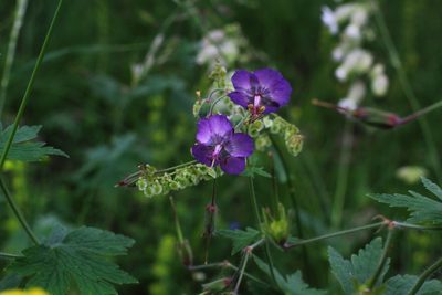 Geranium phaeum, photographed by CorentinD