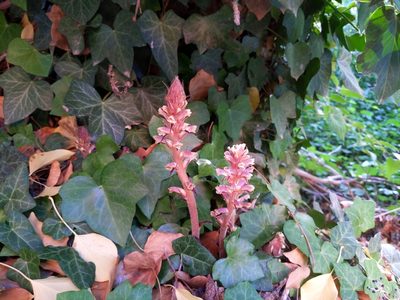 Orobanche hederae, photographed by castieler