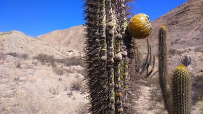 Weberbauerocereus weberbaueri, photographed by cstobie