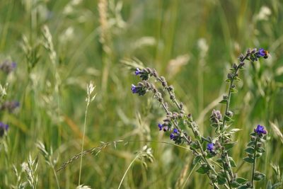 Anchusa officinalis, photographed by Dr. Sven Gippner