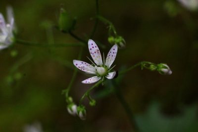 Saxifraga rotundifolia, photographed by CorentinD