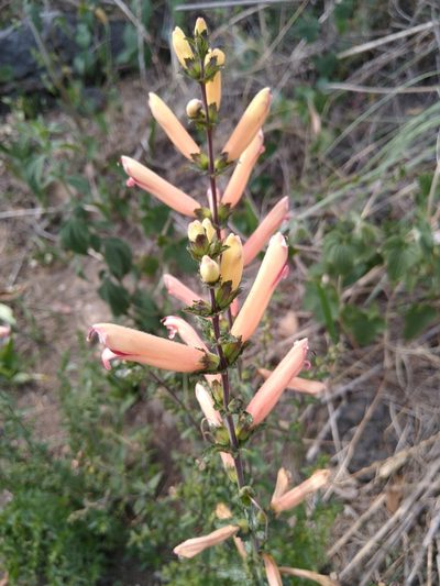Lamourouxia rhinanthifolia, photographed by Jordi Martínez Martínez