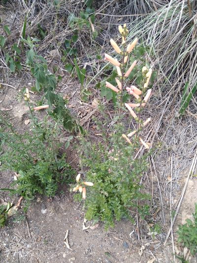 Lamourouxia rhinanthifolia, photographed by Jordi Martínez Martínez