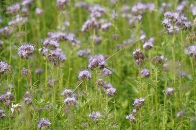 Phacelia tanacetifolia, photographed by Dr. Sven Gippner