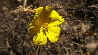 Balbisia verticillata, photographed by cstobie