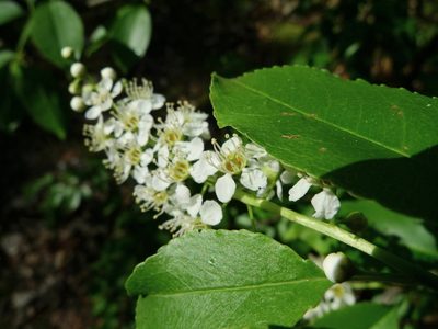 Prunus serotina, photographed by aga_l_