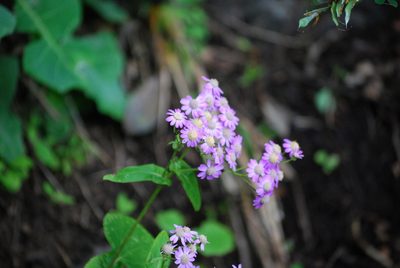 Pericallis steetzii, photographed by Mirela