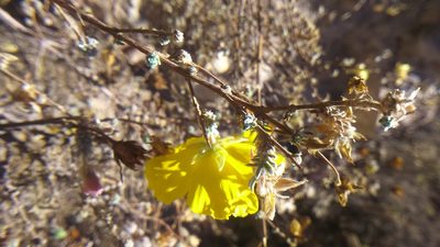Balbisia verticillata, photographed by cstobie