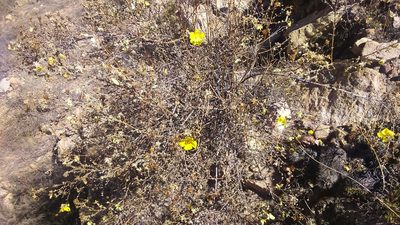 Balbisia verticillata, photographed by cstobie