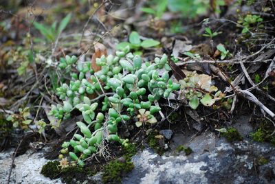 Monanthes laxiflora, photographed by Mirela