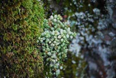 Monanthes laxiflora, photographed by Mirela