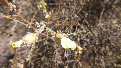 Balbisia verticillata, photographed by cstobie