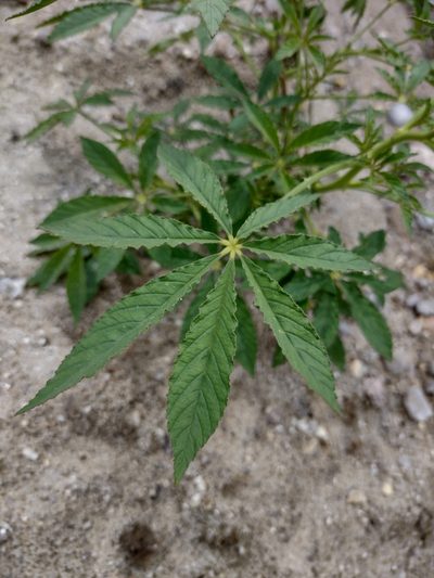 Tarenaya longicarpa, photographed by Lucas Kaminski