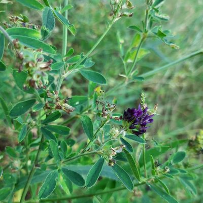 Medicago sativa, photographed by Michael Grundner