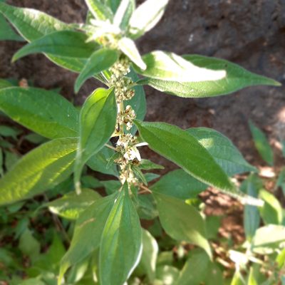 Parietaria officinalis, photographed by Michael Grundner