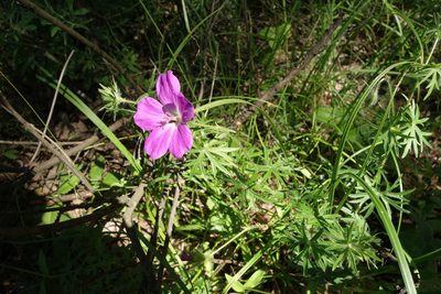 Geranium sanguineum, photographed by Aleksei Baushev