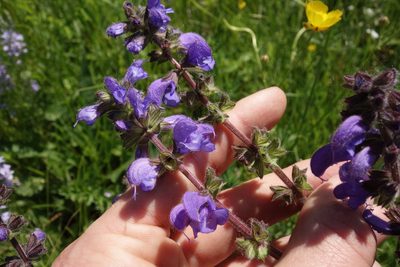 Salvia pratensis, photographed by Aleksei Baushev